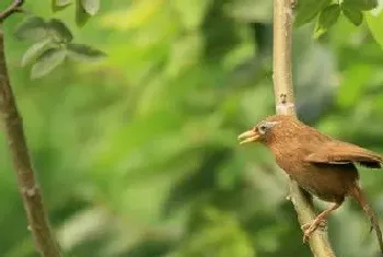 肺炎会传染吗(百灵鸟肺炎和肠炎治疗方法)