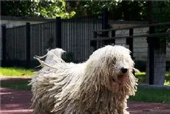 可蒙犬凶吗(可蒙犬对主人一点也不凶)