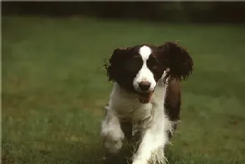 英国史宾格犬怎么养(狗狗的食具要固定不要乱用)