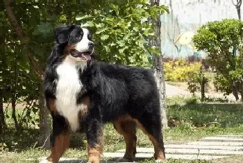 伯恩山犬吃完驱虫药之后有哪些注意事项(伯恩山犬)