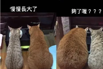 萤幕快塞不下了! 两猫像吹气球一样大膨风(宠物猫故事)