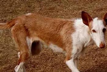 依比沙猎犬的性格(该犬的性格比较冷静)