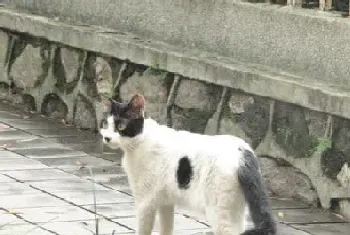 缓解猫发情(家长应该更好的去安抚)