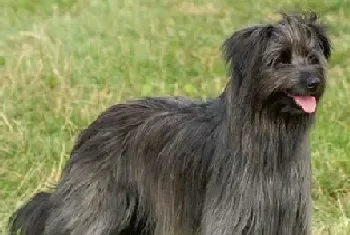 比利牛斯牧羊犬的寿命(大概在12年左右)