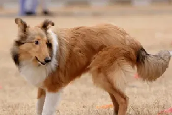 喜乐蒂犬的智商(该犬智商排名在第6位)