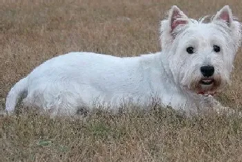 西高地犬食用生肉的四大好处(西高地)