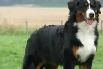 伯恩山犬这几天严重拉水该怎么办(伯恩山犬)