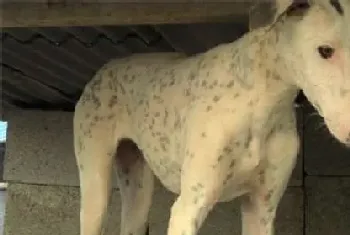 灵缇犬满月怎样喂食(灵缇犬正确的进食习惯)