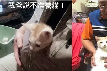 史上最快被征服的长辈！从不爱猫到成为猫奴