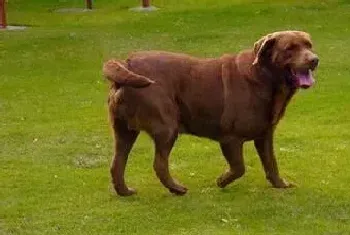 肥胖的危害 治疗拉布拉多犬肥胖有哪些方法(拉布拉多)