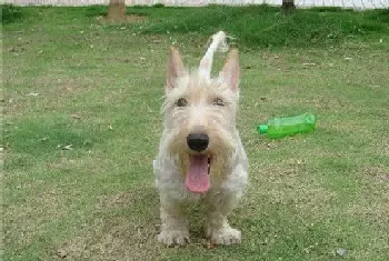 苏格兰梗犬的平均寿命(平均寿命为10到14年)