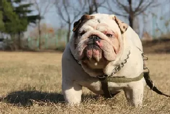 给斗牛犬减肥的最佳途径(英国斗牛犬)