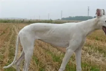 白色灵缇犬贵吗(根据血统来决定灵缇犬价格)