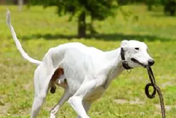 灵缇犬掉毛吗(该犬掉毛程度较轻)