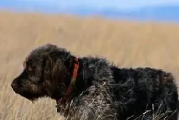 刚毛指示格里芬犬的特点(该犬十分聪明)