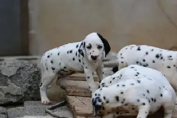 斑点狗患上犬瘟应如何治疗(斑点狗)