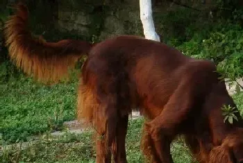 爱尔兰雪达犬的性格(性格温和拥有迷人的外表)