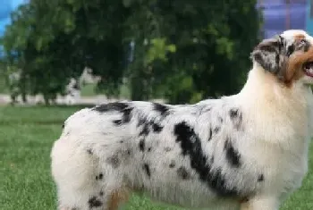 澳洲牧羊犬的性格(警惕但能保持平静)