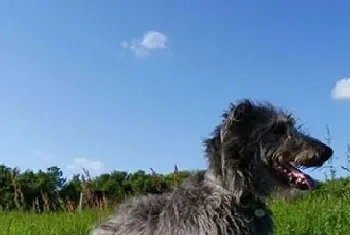 苏格兰猎鹿犬好养吗(该犬的饲养注意事项)