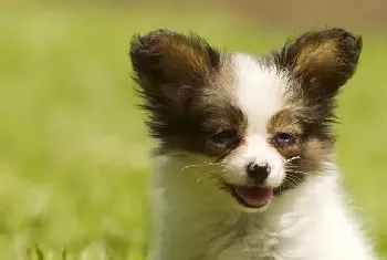 四个月的蝴蝶犬不听话应如何训练它(蝴蝶犬)