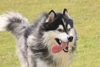 芬兰拉普猎犬的寿命(大概在11年左右)