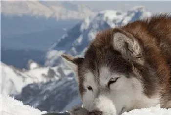 阿拉斯加雪橇犬打嗝(不要给他太凉的东西)