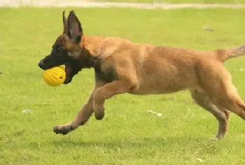 如何让马犬学会定点上厕所(马犬)