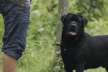 拉布拉多犬吃什么奶粉好(拉布拉多)