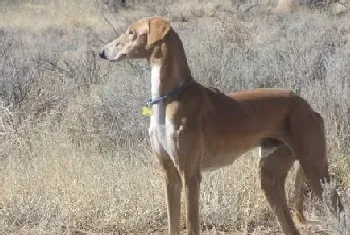 萨路基猎犬出生地(萨路基犬原产中东地区伊朗)