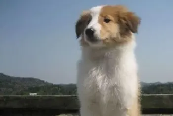 良好习惯 苏格兰牧羊犬出现挑食时怎么办(苏格兰牧羊犬)