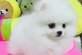 长发飘飘 梳理博美犬的毛发有哪些好处(博美犬)