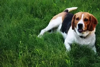 比格犬不喝酸奶,只喜欢喝牛奶好么(比格犬)