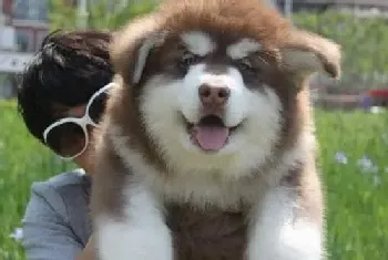 初次饲养阿拉斯加雪橇犬有哪些建议(阿拉斯加犬)