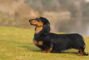 禁止带着腊肠犬放烟花爆竹(腊肠犬)