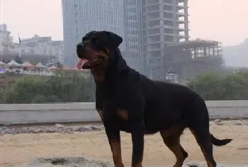 罗威纳犬总抓挠皮肤,有黄色脓液怎么治(罗威纳犬)