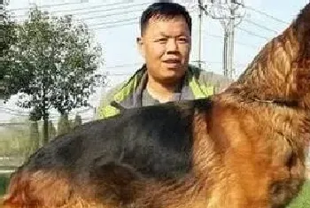 心有灵犀 德国牧羊犬与主人心灵相通的方法(德国牧羊犬)