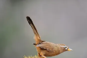 绣眼鸟的饲养(绣眼鸟驯养需要注意事项)