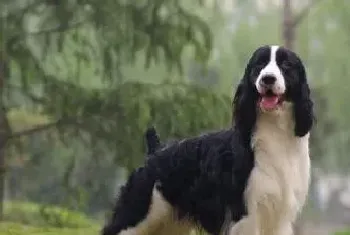 史宾格犬的饲养(不要喂食太多的肉类)