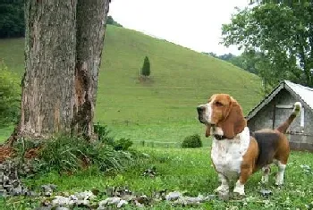 巴吉度狗图片(优秀的痕迹追踪犬)