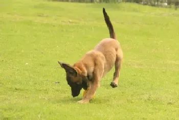 如何清理马犬身上脱落下来的狗毛(马犬)