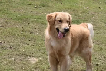 辨别金毛寻回犬好坏(金毛犬的头颅有两个特点)