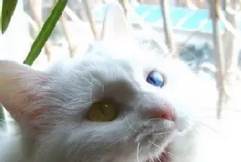 猫能吃鸡骨头吗(自制猫粮需注意)