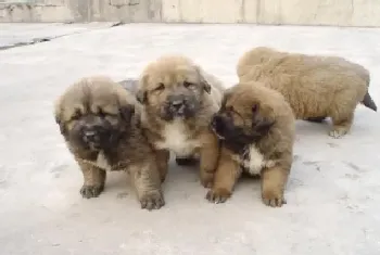 高加索犬食量大不大(带你了解比藏獒还要大的犬)