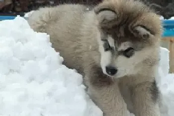 阿拉斯加犬牙周炎的诊断以及防治方法(阿拉斯加犬)