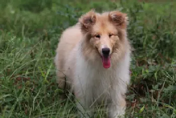 护理有良方 产后的苏格兰牧羊犬应该怎么照顾它(苏格兰牧羊犬)