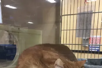 猫奴为爱猫採购猫食 竟与待认养橘猫一见钟情(宠物猫故事)