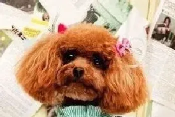 解决主人的困扰 让贵宾犬多吃狗粮有妙招(贵宾犬)