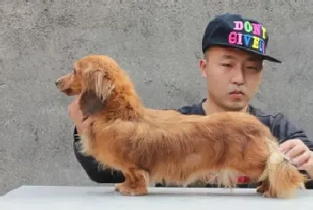 刚满月的腊肠犬应吃点什么食物(腊肠犬)