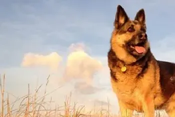 牧羊犬种类(牧羊犬的智商普遍都很高)