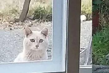 放饭官和不愿进屋的猫咪来日方长